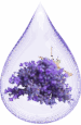 lavander