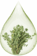thym
